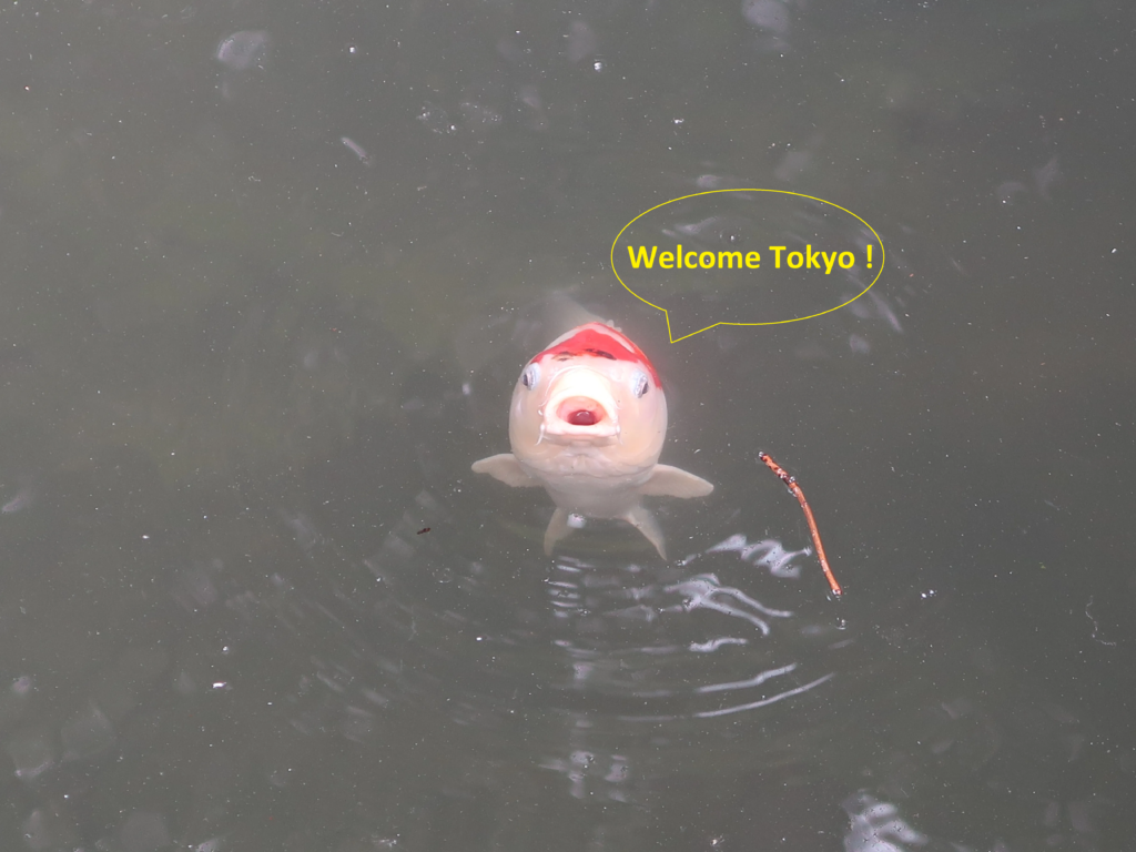 Koi fish in a Japanese garden welcoming visitors to Tokyo
