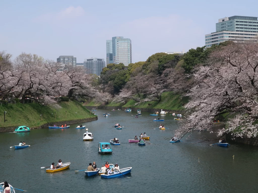 Cherry blossoms at Chidorigafuchi in Tokyo with rowboats on the moat during sakura season